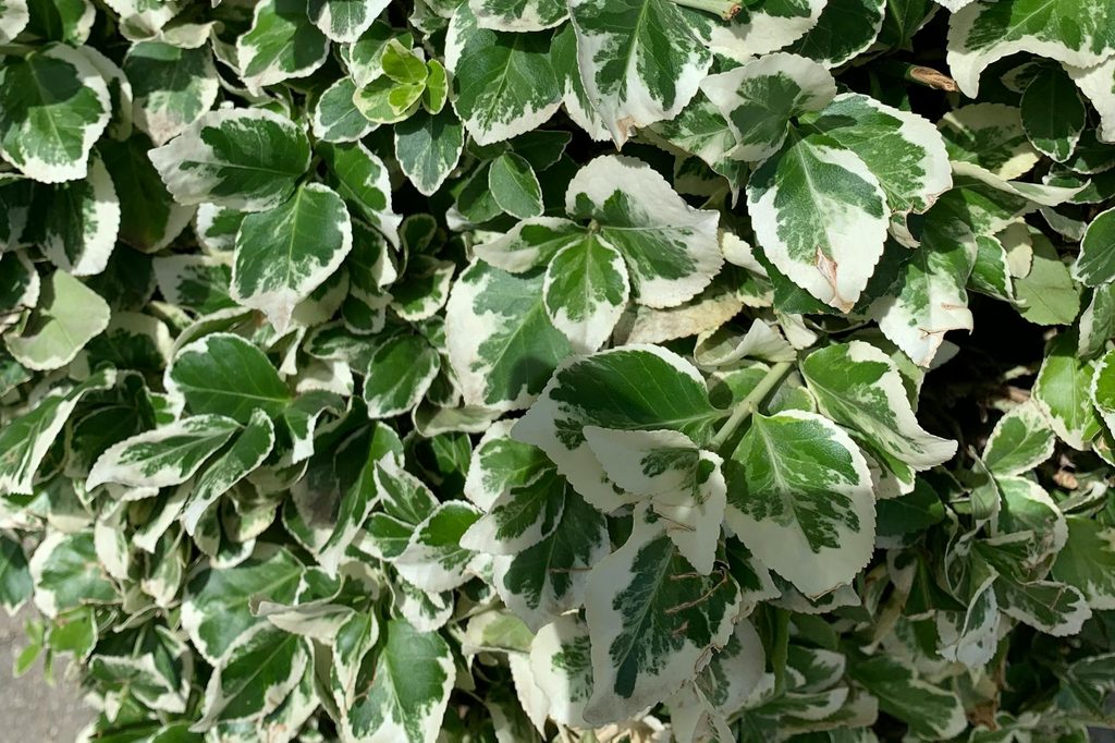 White and green wintercreeper leaves