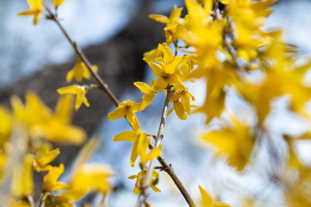 Yellow winter jasmine flowers