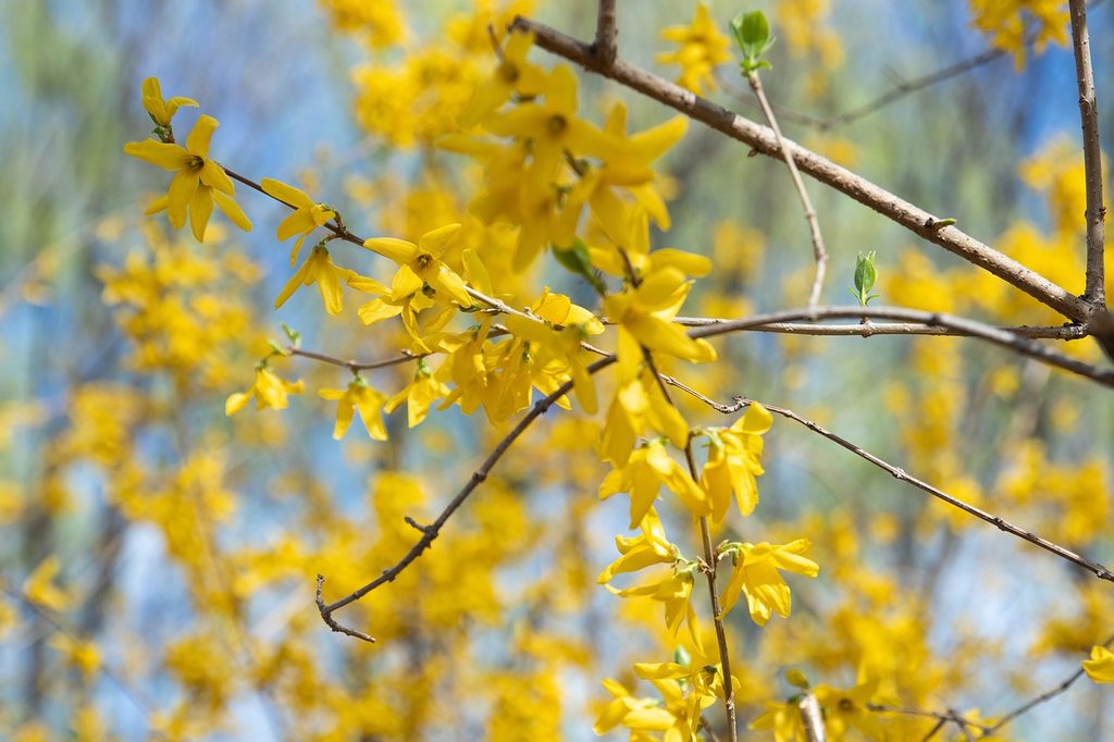 Yellow winter jasmine flowers