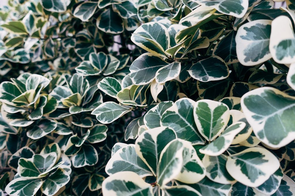 White and green wintercreeper leaves
