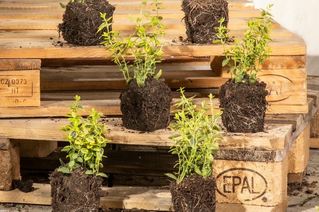 Yellow and green wintercreeper seedlings