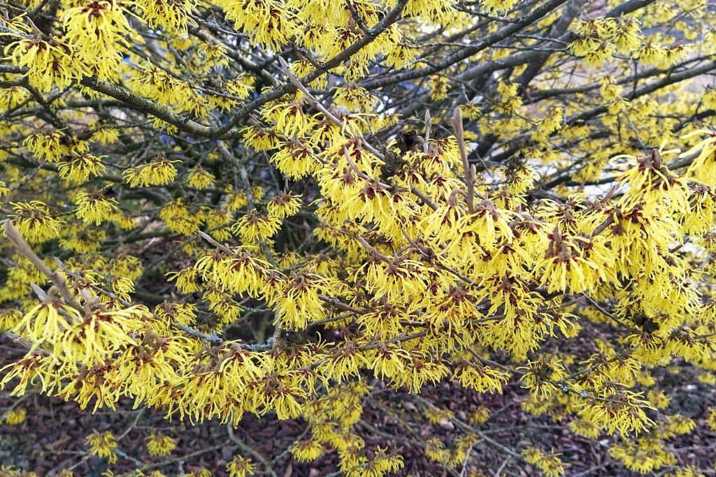 Witch hazel shrub in bloom