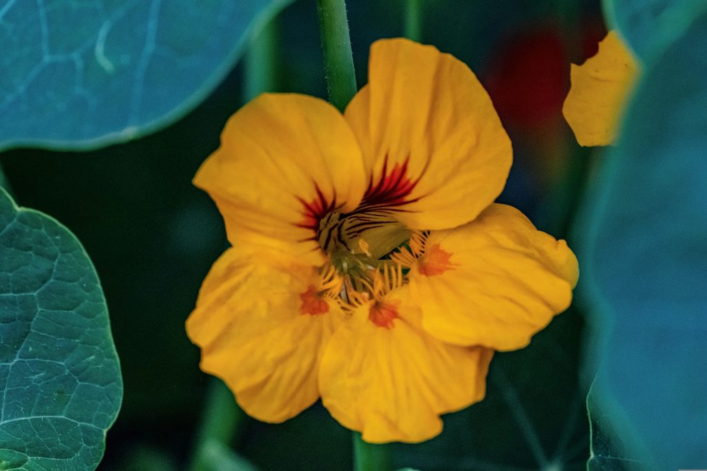 Yellow nasturtium flower