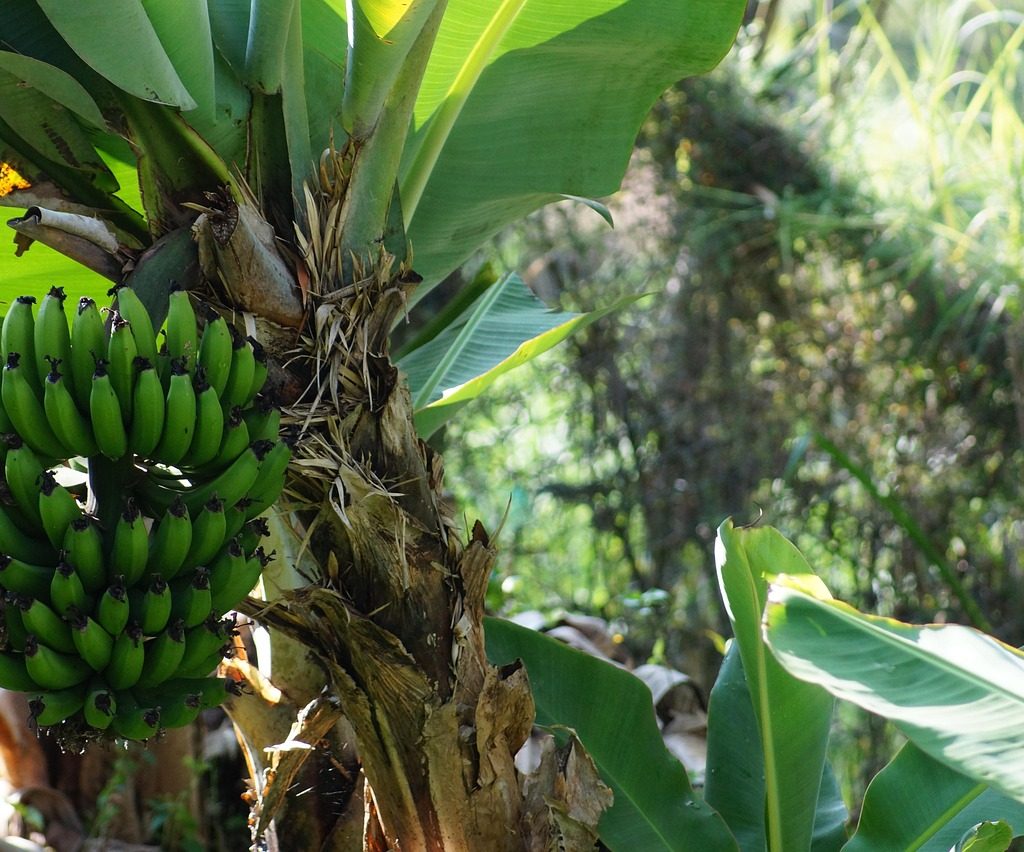 Plantain bananas
