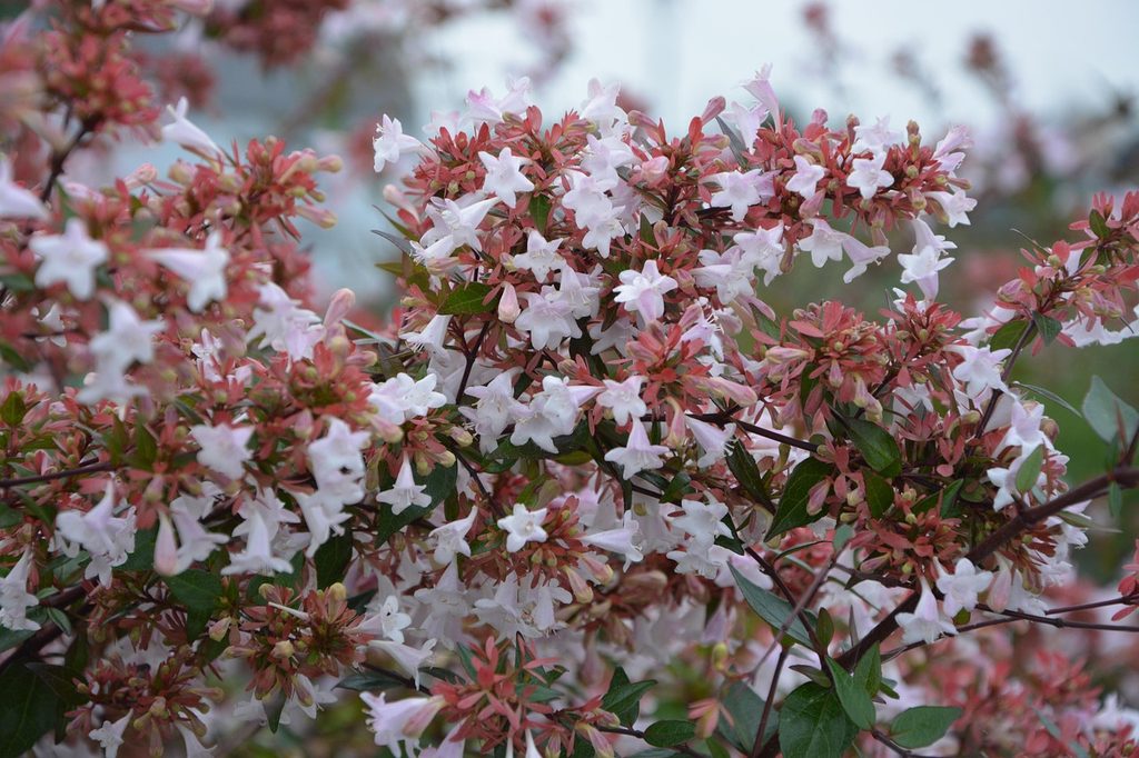 Abelia shrub with white flowers