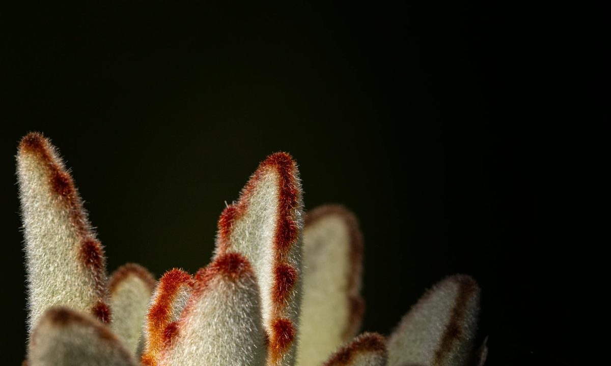 A close up of bear paw succulent leaves