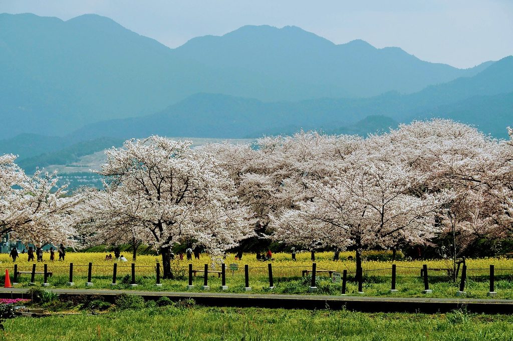 An orchard of cherry trees in bloom