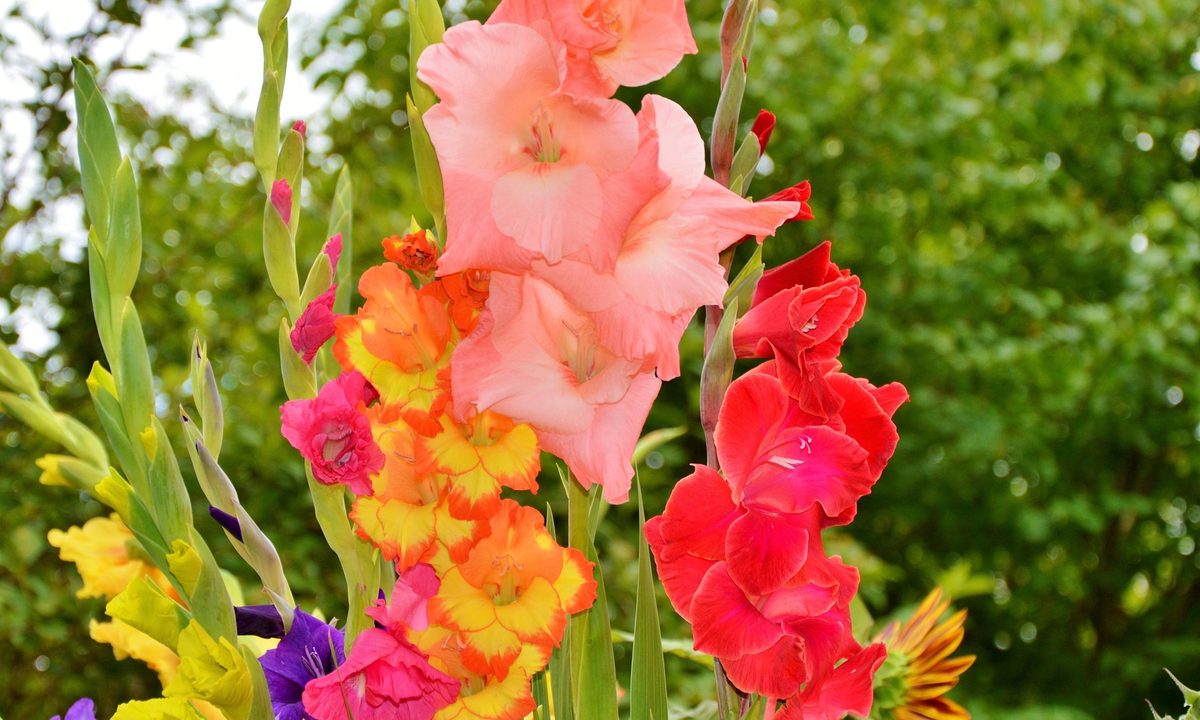 Colorful gladiolus flowers