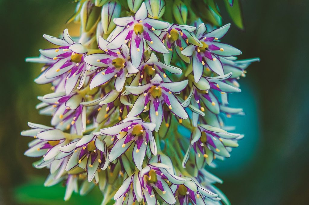 White and purple eucomis flowers