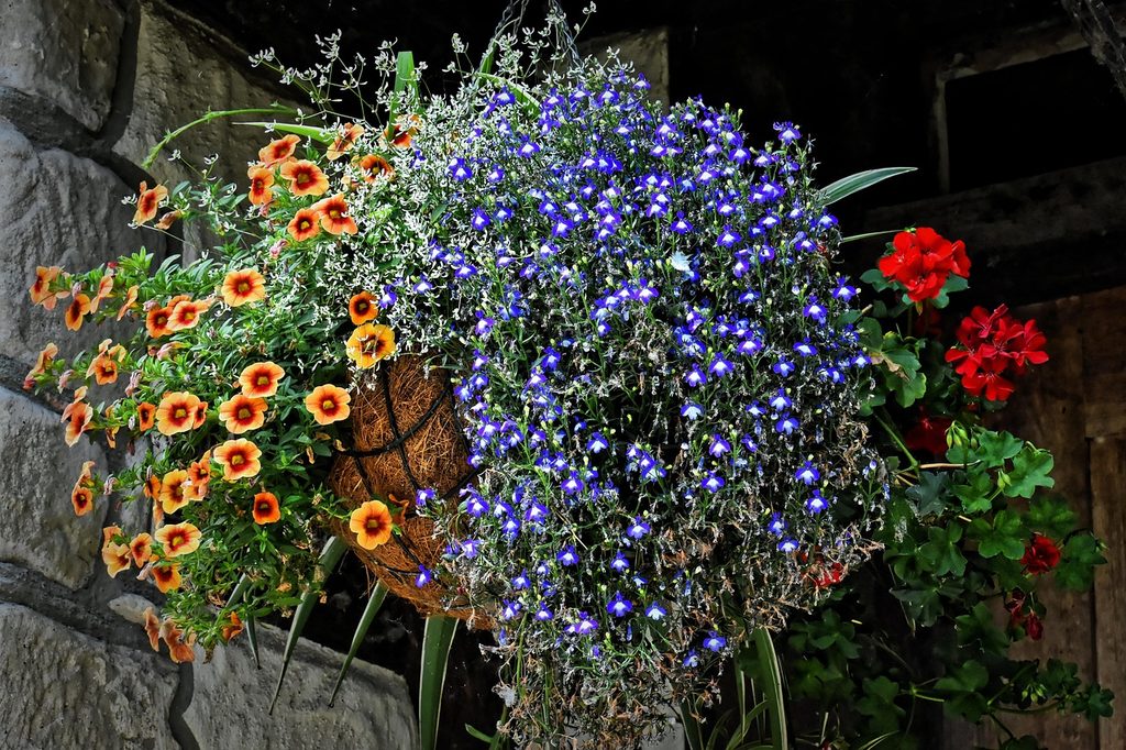 A hanging basket with assorted flowers