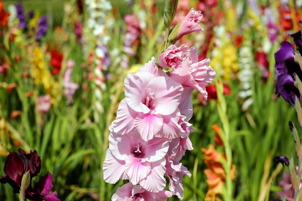 Gladiolus flowers