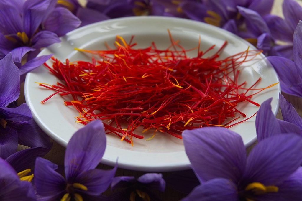 A plate of harvested saffron threads surrounded by saffron crocus flowers