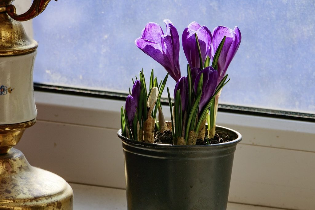 Saffron crocus flowers in a pot on a window sill