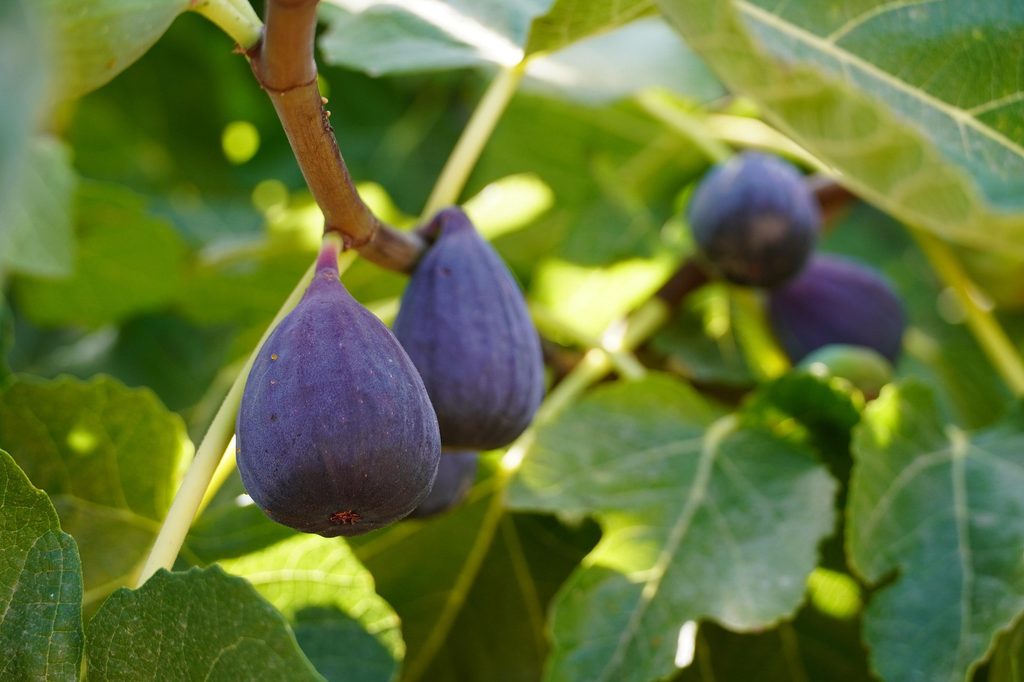 A fig tree with ripe figs