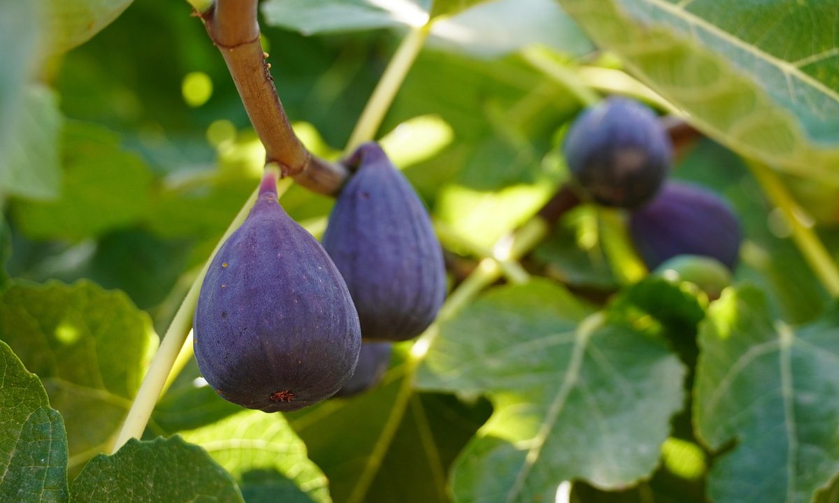 A fig tree with ripe figs
