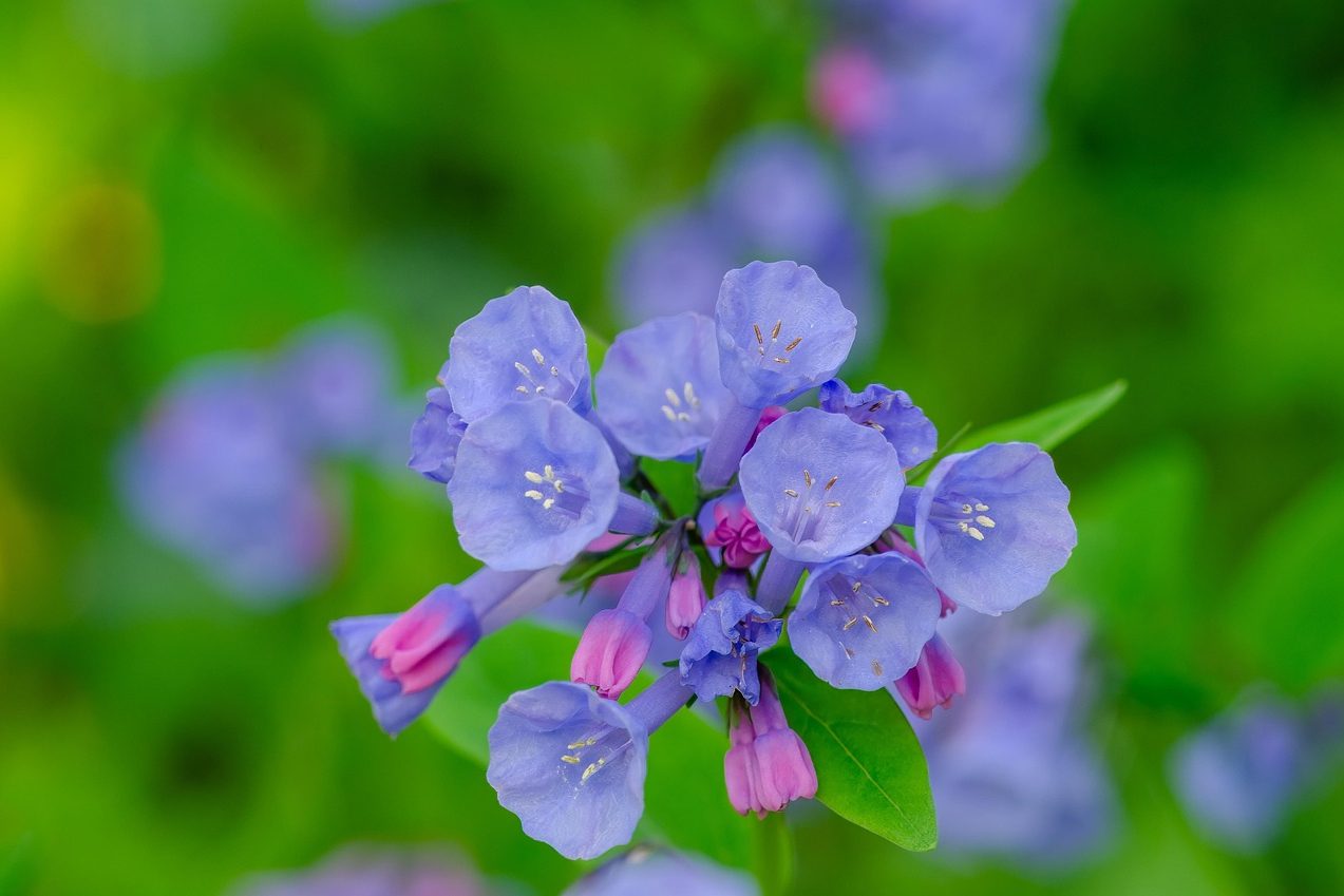 Virginia bluebell flowers