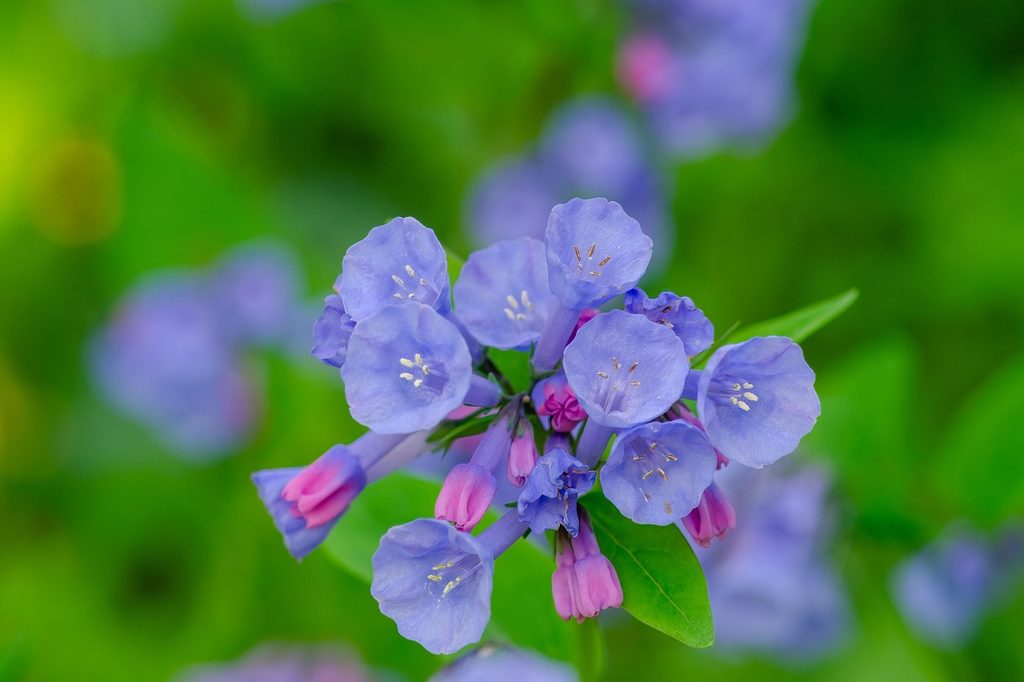 Virginia bluebell flowers