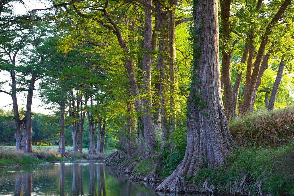 A row of bald cypress tress growing along a river.