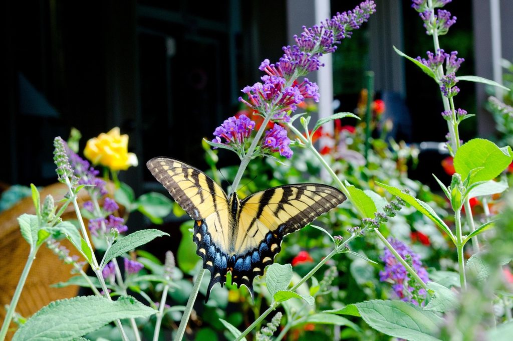 Purple butterfly bush with a yellow butterfly