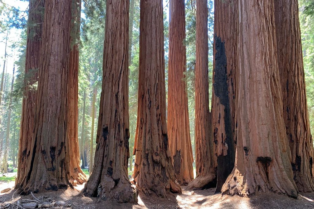 A forest of California redwood trees