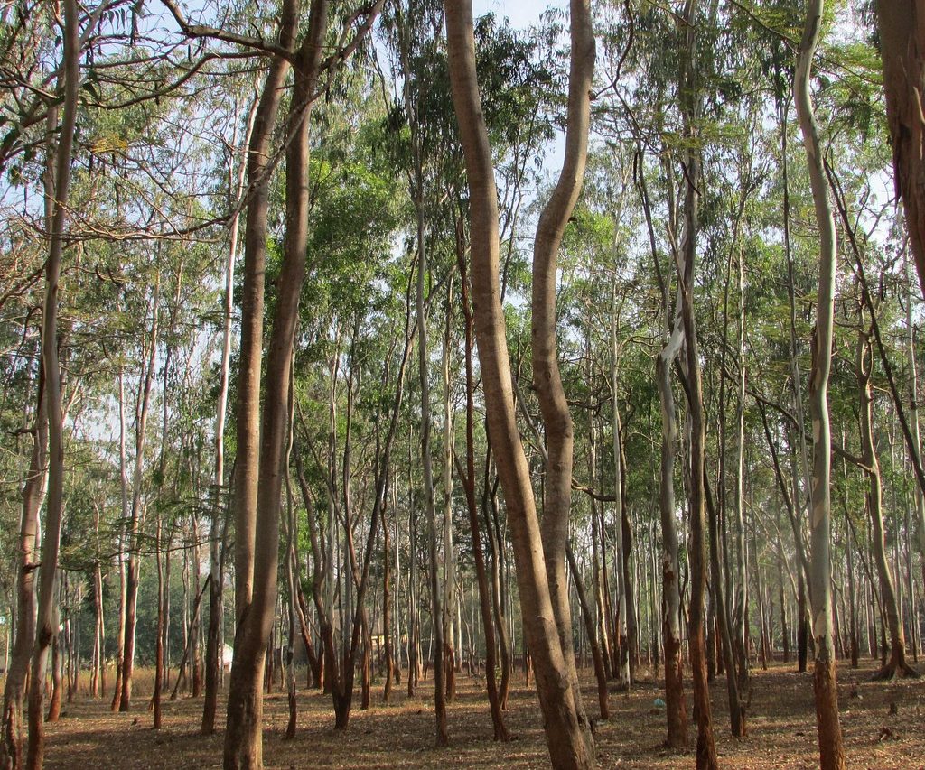 A forest of eucalpytus trees