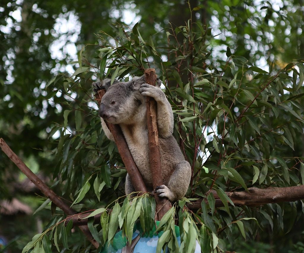 Koala in a eucalyptus tree