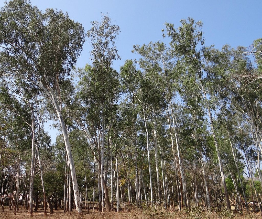 A forest of eucalyptus trees