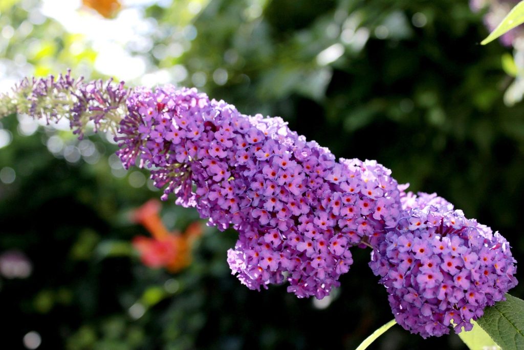 Purple butterfly bush flowers