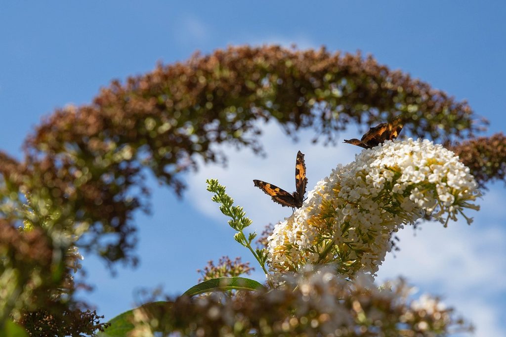 White butterfly bush with butterflies