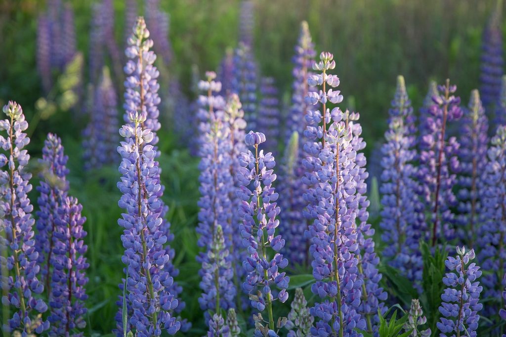 Blue lupine flowers
