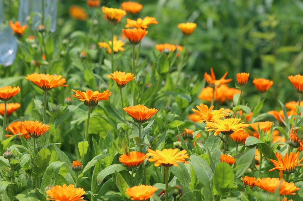 Calendula flowers