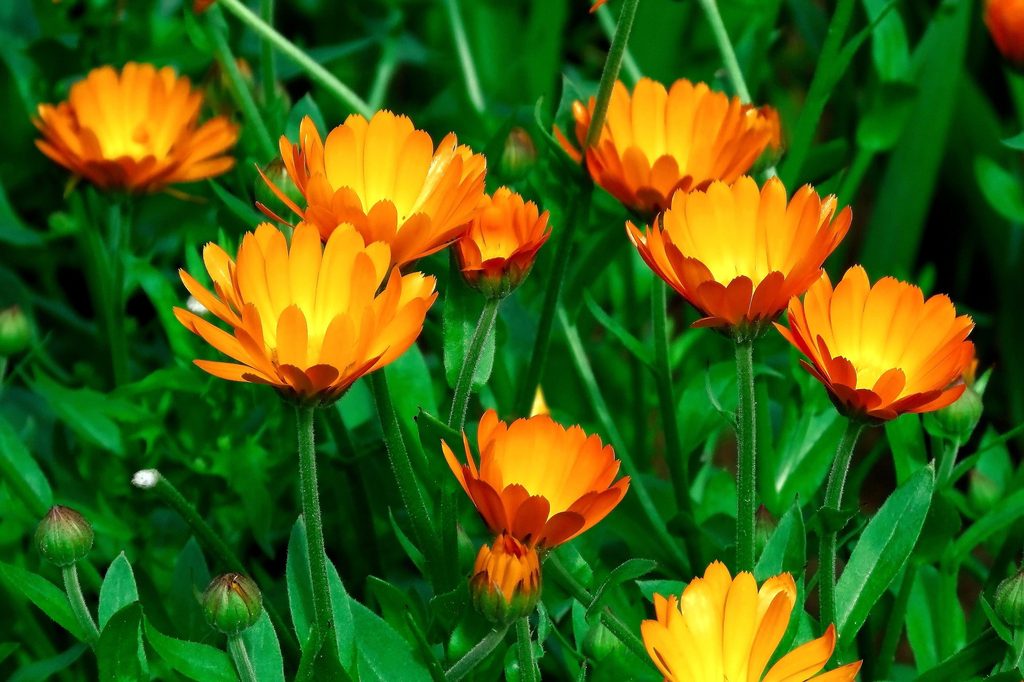 Calendula flowers