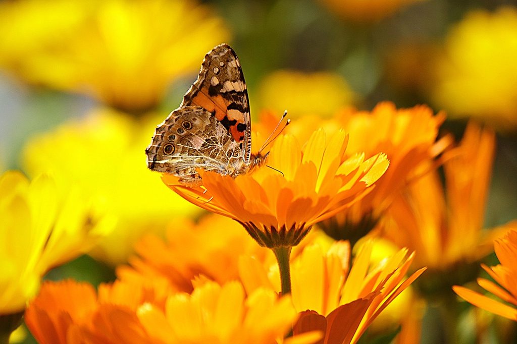 Calendula flowers with an orange butterfly