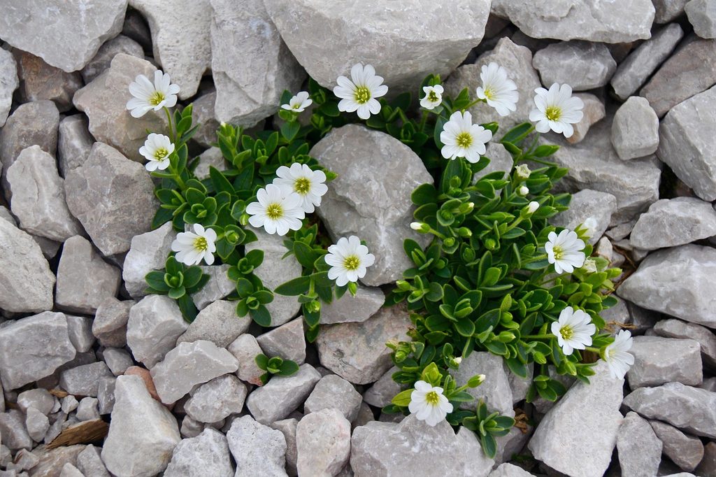 Mouse-ear chickweed growing in rocks