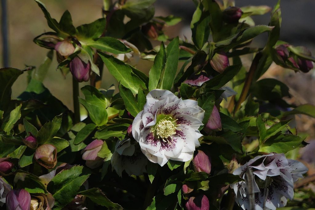 White hellebore flower with pink speckles