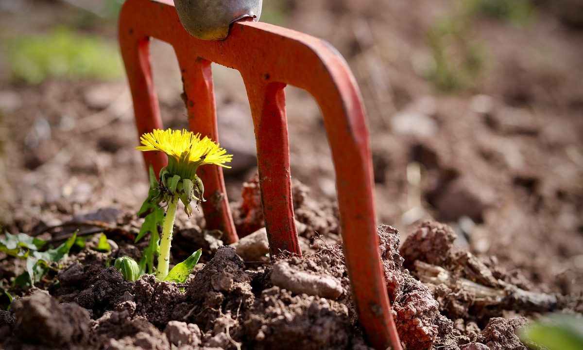 A red pitchfork in the soil next to a dandelion