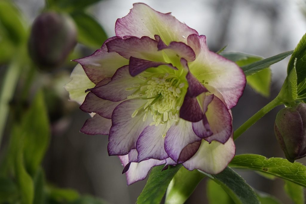 Pink and white hellebore flower
