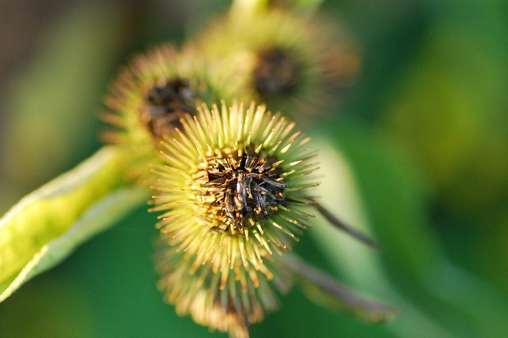 Close up of a grass burr