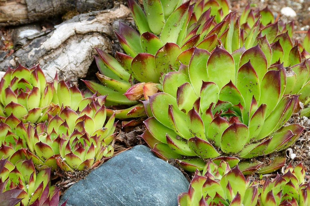 Green and red hen and chick succulent plants