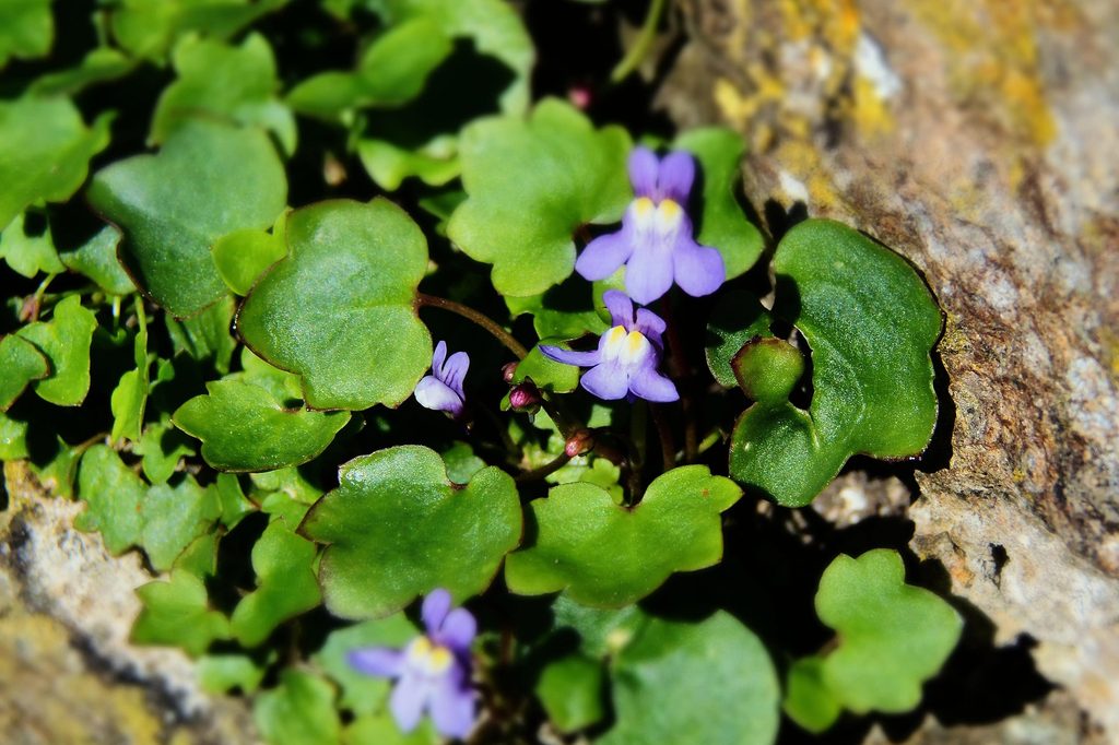 Ivy-leaved toadflax with purple flowers