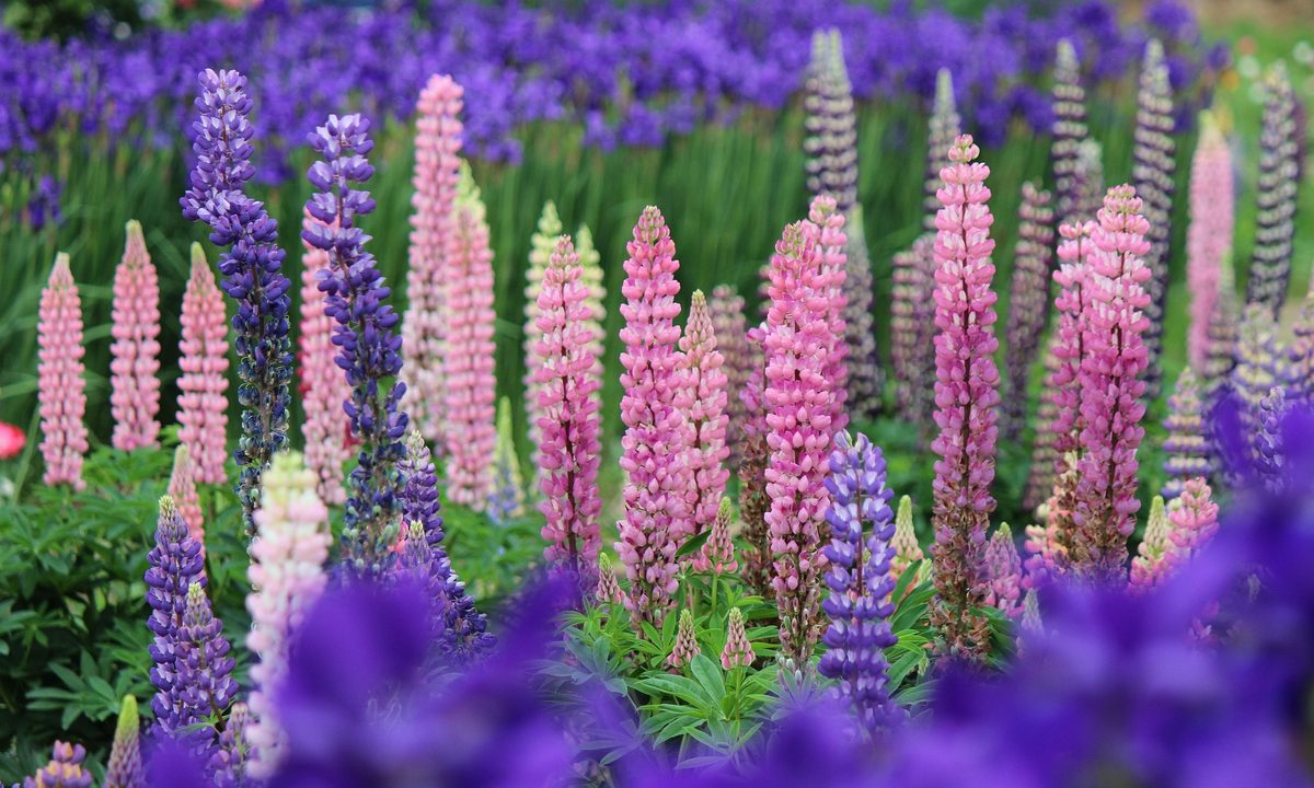 Pink and purple lupine flowers