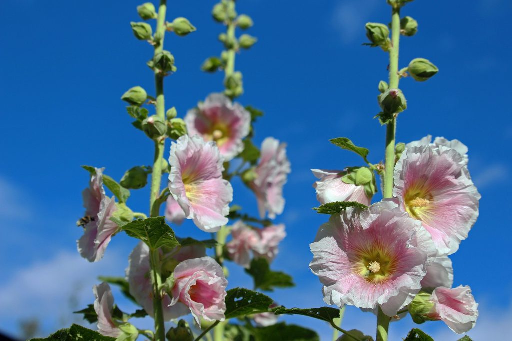 Pale pink hollyhock flowers