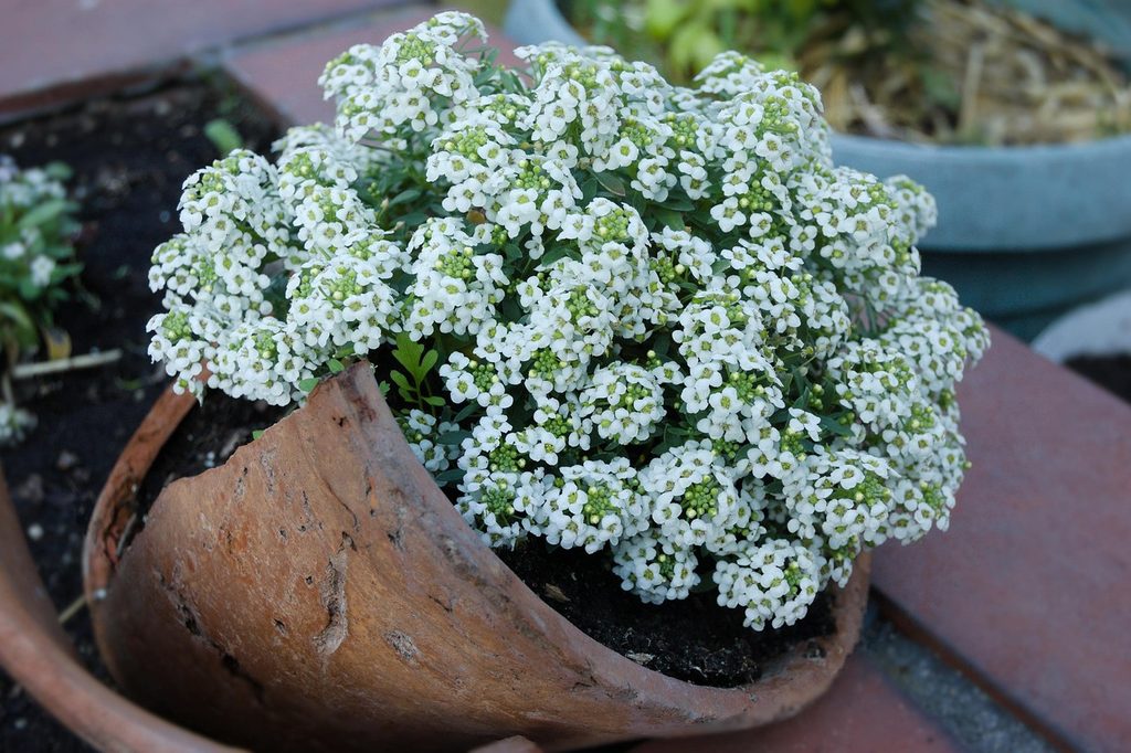 White alyssum flowers in a flower pot