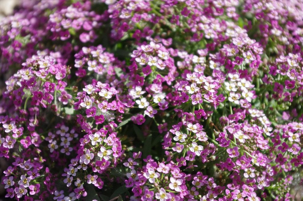 Purple and white sweet alyssum flowers