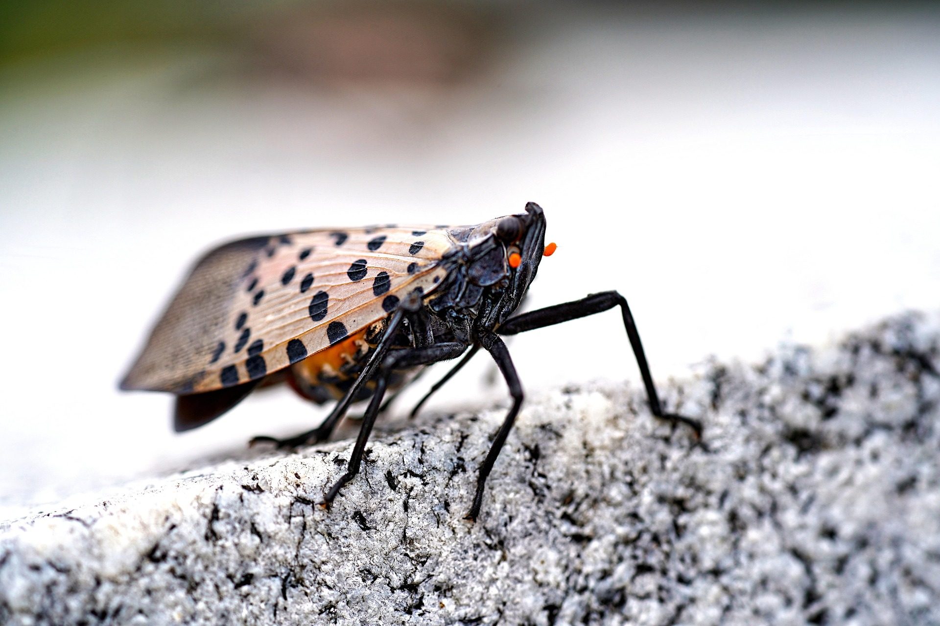 A spotted lanternfly on pavement