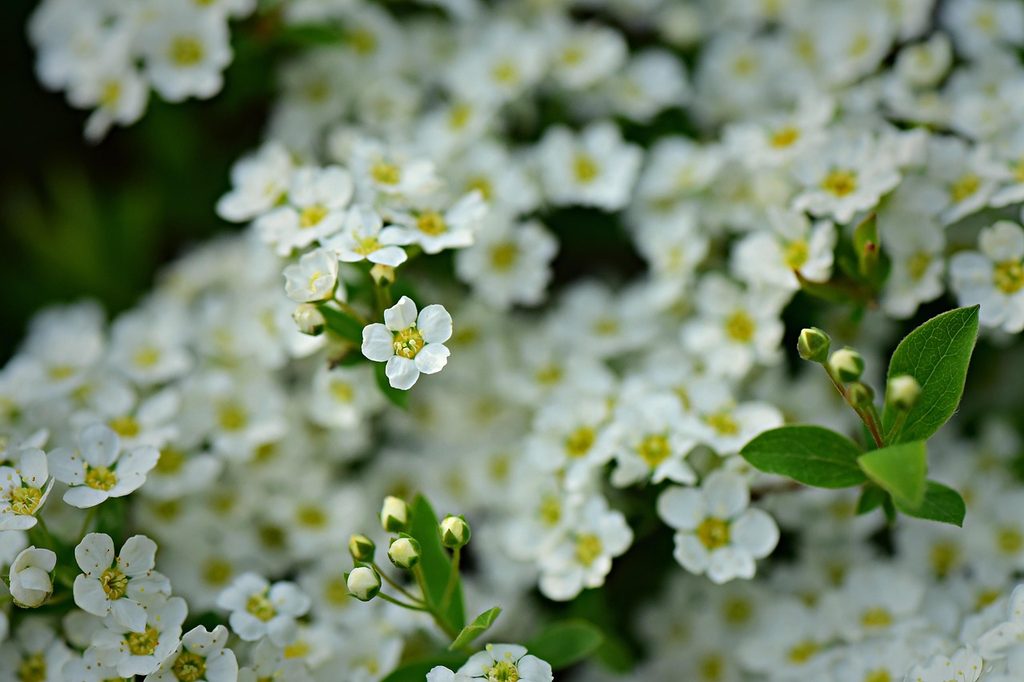 Close up of white sweet alyssum flowers