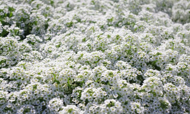 White sweet alyssum flowers