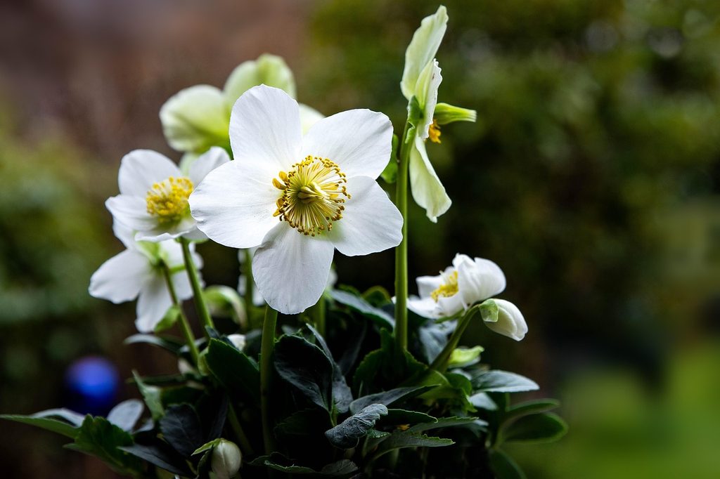 White hellebore flowers