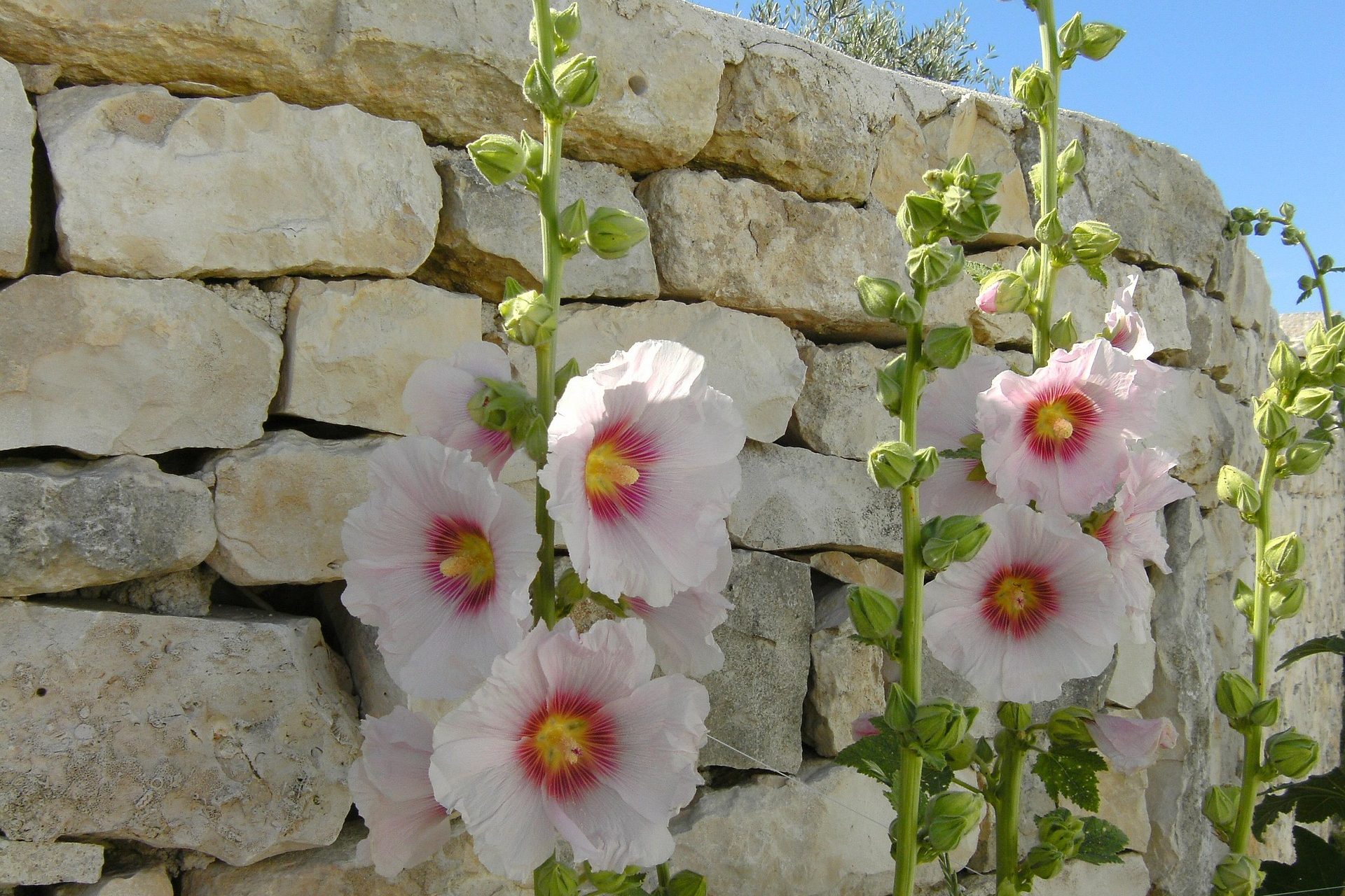 White hollyhock flowers against a stone wall
