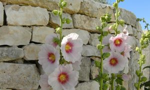 White hollyhock flowers against a stone wall